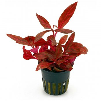 ANUBIAS - ALTERNANTHERA REINECKII 'ROSAEFOLIA'